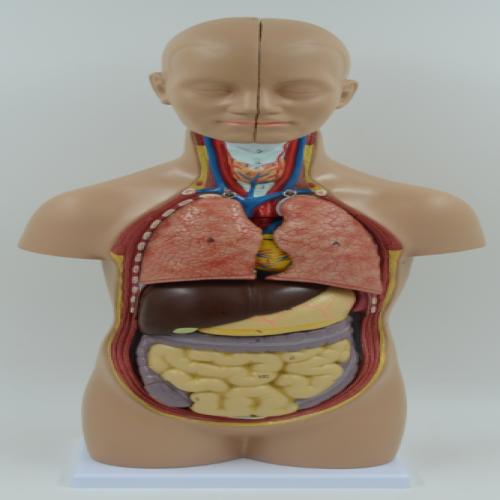 無(wú)性人體半身軀干模型（50cm/12件）