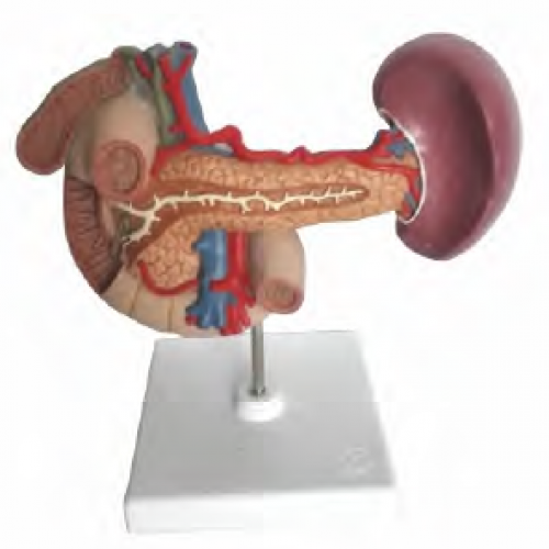 胰、脾、十二指腸、膽囊模型