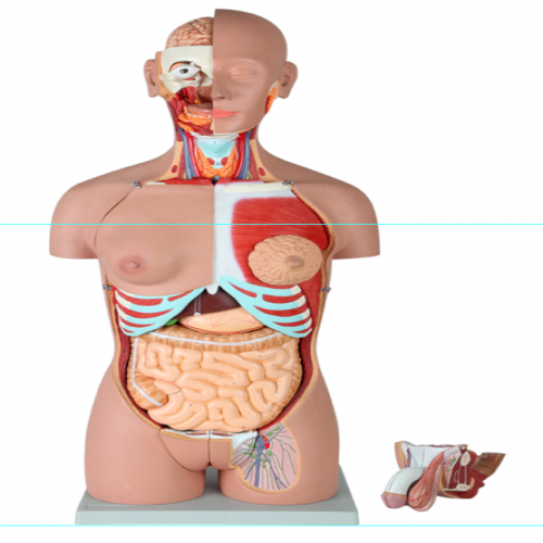 男、女兩性人體背部開(kāi)放式半身軀干模型（87cm/29件）